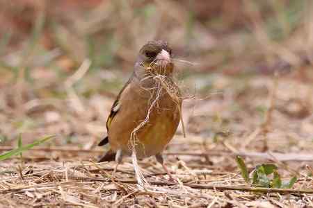 筑巢的金翅鸟儿