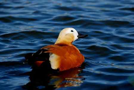 风中受伤的赤麻鸭