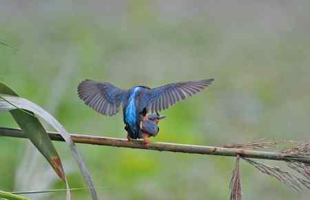 翠鸟的甜蜜爱情
