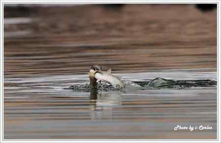 罕见稀有的紅喉潛鳥竟然造访宝岛台湾 罕见稀有的紅喉潛鳥竟然造访宝岛台湾