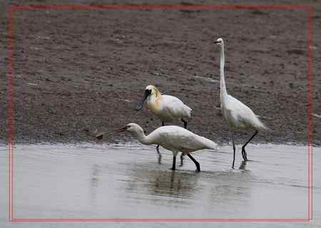 在盐城拍摄到黑脸琵鹭！！！
