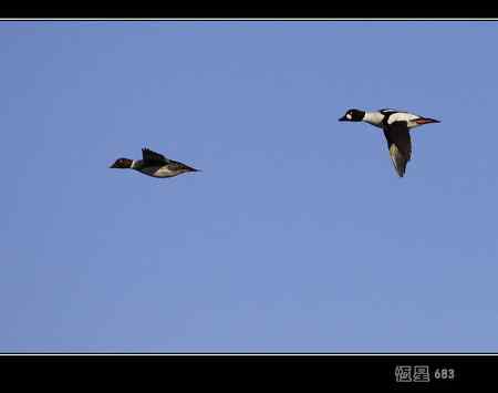 鹊鸭 我们这里难得一见