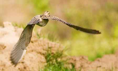 小杓鷸 上海的罕见贵客