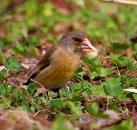 金翅雀鸟儿专辑