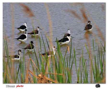 盐城保护区的黑翅长脚鹬