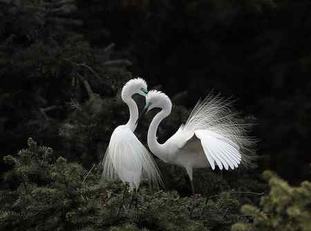 见证象山：“一对相爱明星鸟儿”