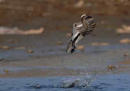 一组飞翔版白眉野鸭