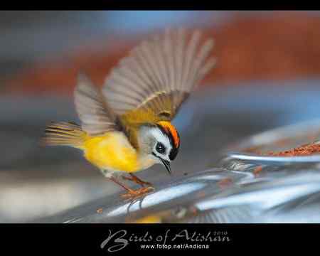 火冠戴菊 Taiwan Firecrest