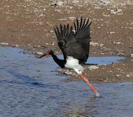 山西拍鸟之黑鹳