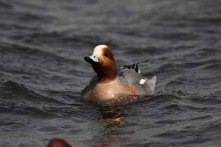 逮着近的赤颈鸭 逮着近的赤颈鸭