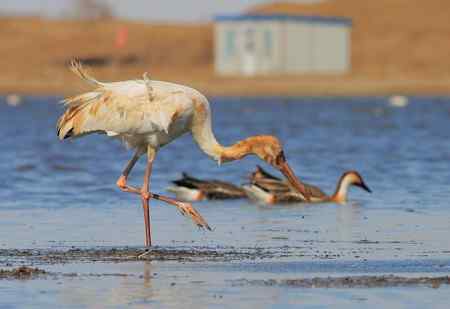 白鹤与鸿雁 有惊无险