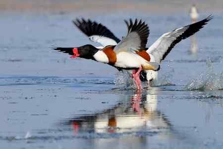 翘鼻麻鸭的故事