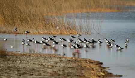 一组黑翅长脚鹬