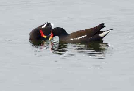 黑水鸡将爱情进行到底