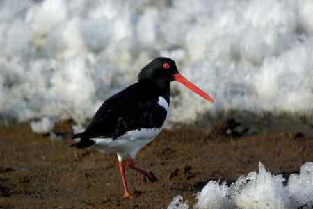 砺鹬 熬过漫长的冬季 砺鹬 熬过漫长的冬季