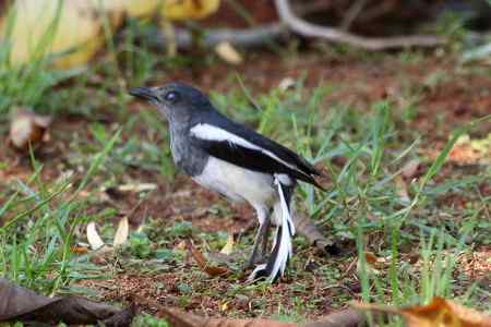 尾巴和眼神的变化：鹊鸲