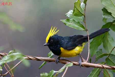 鸟网2010年第一季度精彩鸟图大回放！