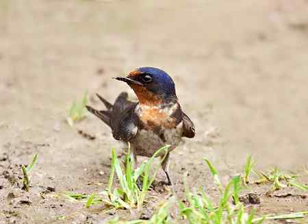 请假去洋县拍摄──请欣赏二只金腰燕