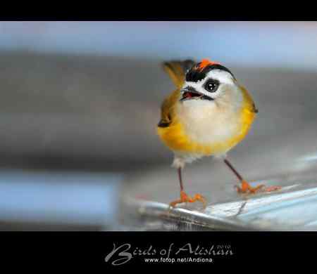 火冠戴菊 Taiwan Firecrest