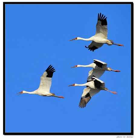 卧龙湖的“主人”