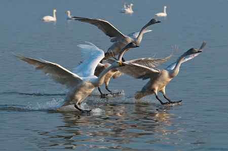 三门峡黄河湿地天鹅大联展
