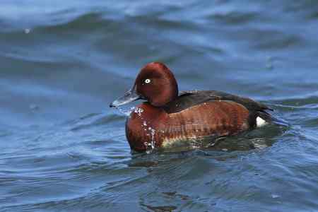 祝女影友节日快乐 送上一组漂亮的鸭子(10种鸭子) 祝女影友节日快乐 送上一组漂亮的鸭子(10种鸭子)