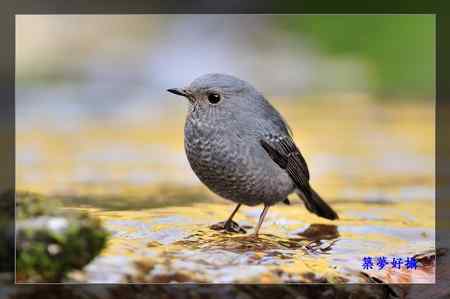 鉛色水鶇 (紅尾水鴝) 鉛色水鶇 (紅尾水鴝)