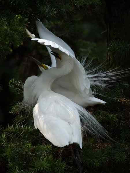 激情象山  白鹭篇（—）