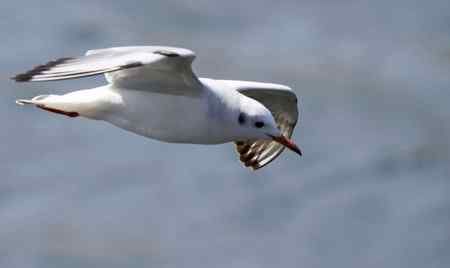 求教海鸥种类(7p)