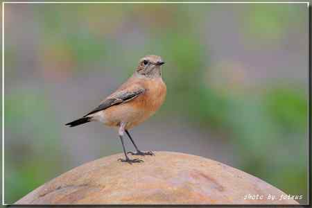 漠即鳥 台湾迷鸟