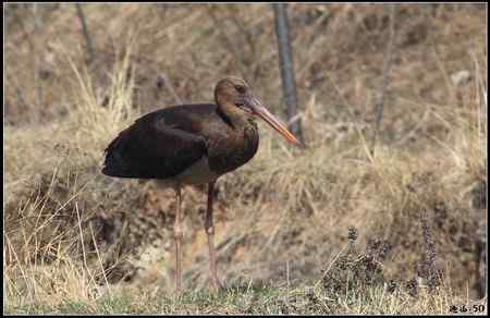 陕西观鸟会铜川观鸟，拍鸟印象