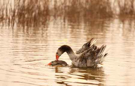 在天津大港湿地拍鸟观鸟