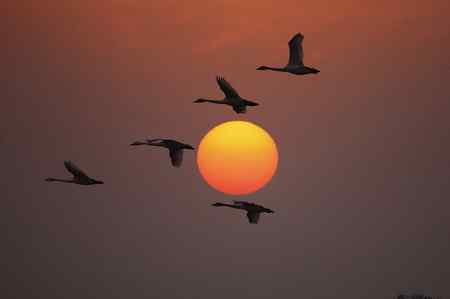 走进鄱阳湖观鸟【组图】