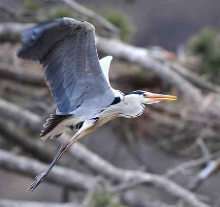 平山苍鹭 平山苍鹭
