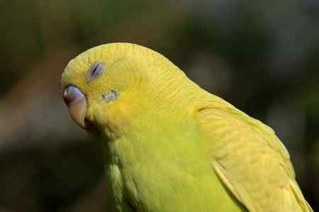 海南热带飞禽世界鹦鹉照片30片