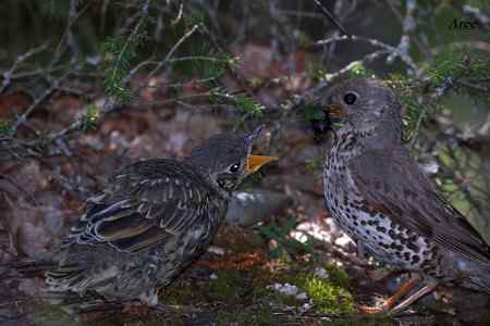 新疆北疆地区观鸟线路与季节参考——新疆常见特色林鸟