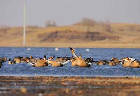 绅士风度的鸿雁 争执觅食地盘