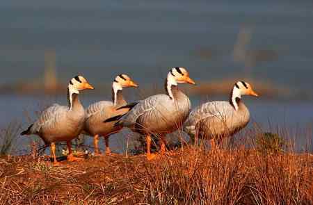 草海斑头雁魅力高清晰组图