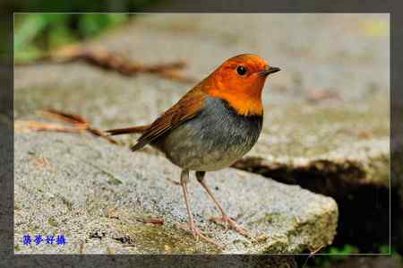 窈窕淑女 日本歌鴝 (小橘子)