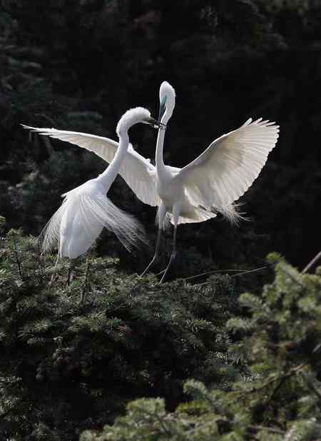 见证象山：“一对相爱明星鸟儿”