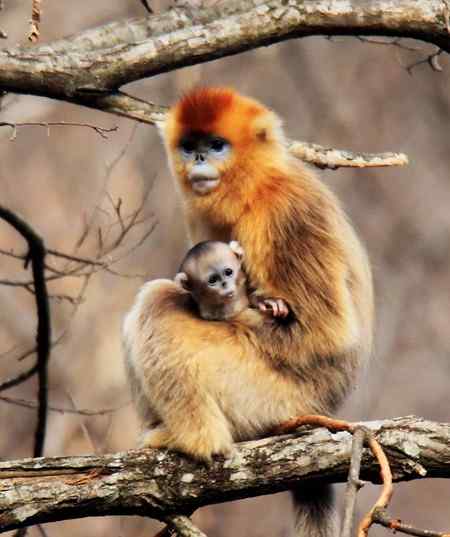 拍鸟拍到了川金丝猴 拍鸟拍到了川金丝猴
