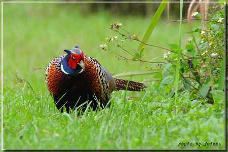 環頸雉【组图】