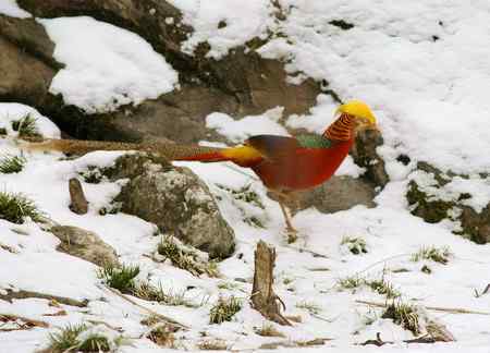 红腹锦鸡报晓贺新春 红腹锦鸡报晓贺新春