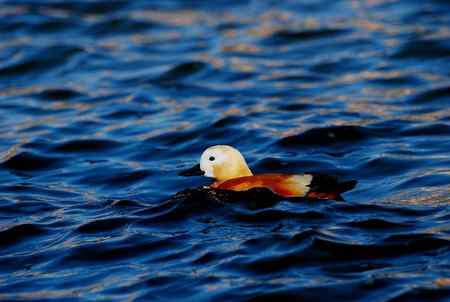 风中受伤的赤麻鸭