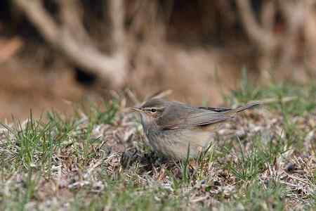 黑喉石鵖与红胁蓝尾鸲外加褐柳莺