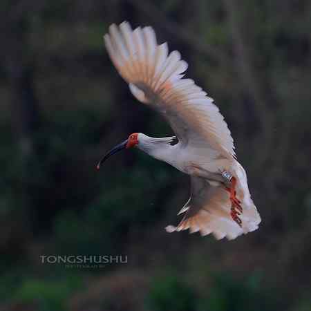 漫步河边小道，惊起朱鹮一只！