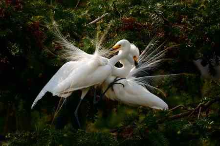 一对红眼睛 白鹭的