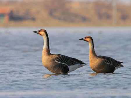 鸿雁夫妻标准照