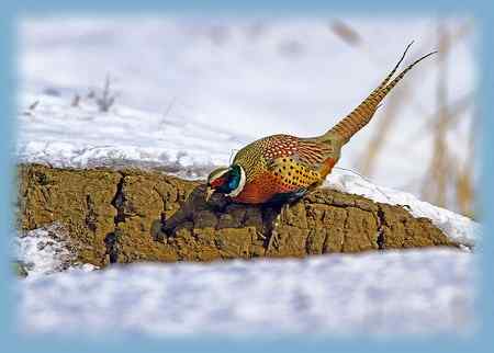 雉鸡画外音——活受罪，不如死了好！