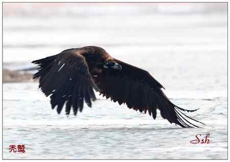 京城猛禽【组图】